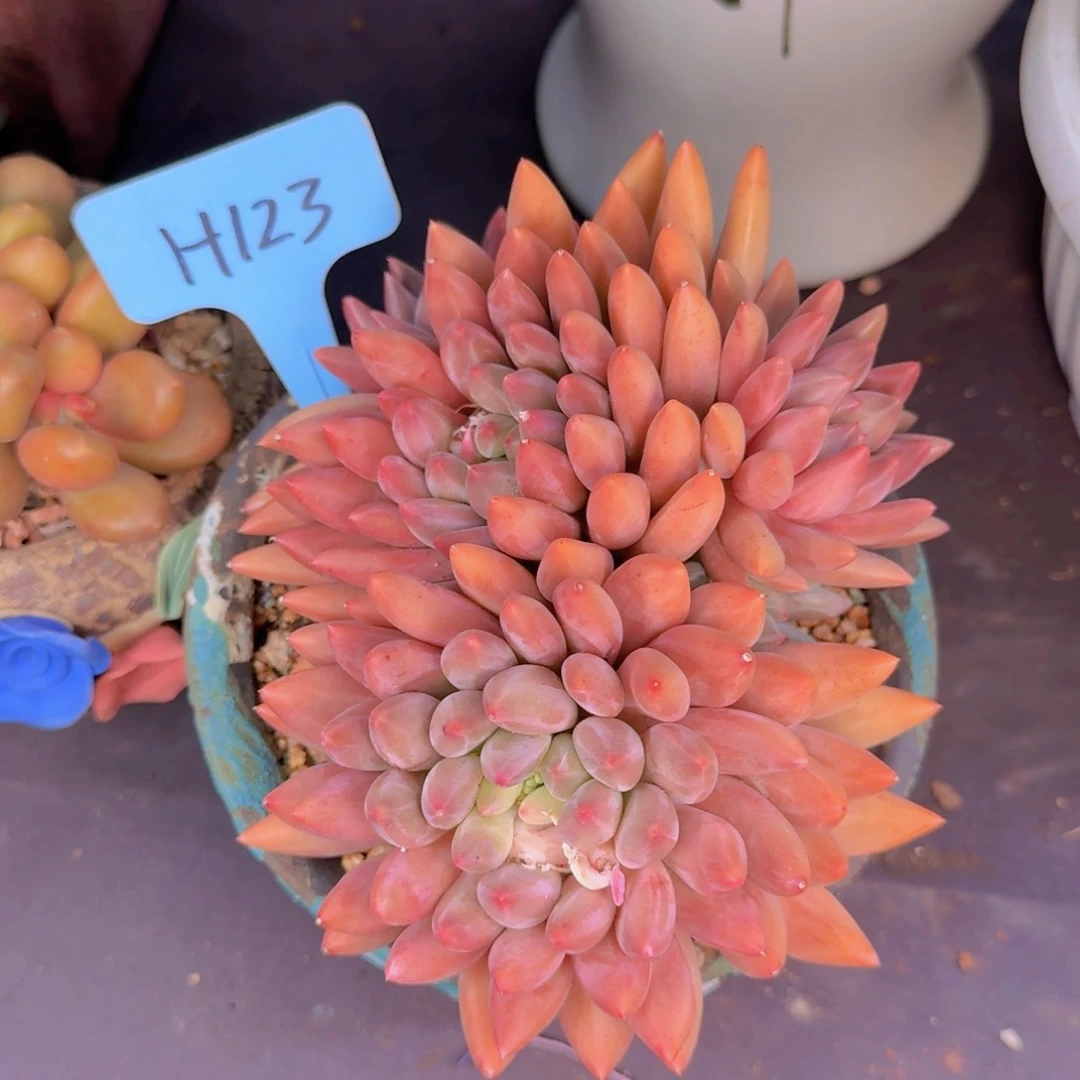 博****吃多肉植物的生长