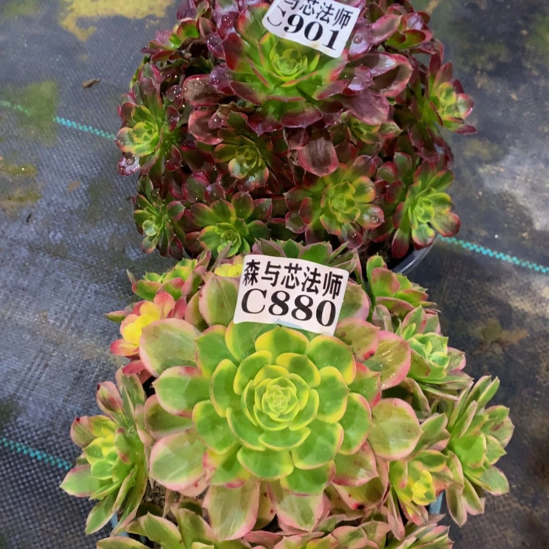 【闪购商品】901.880海仙，安娜