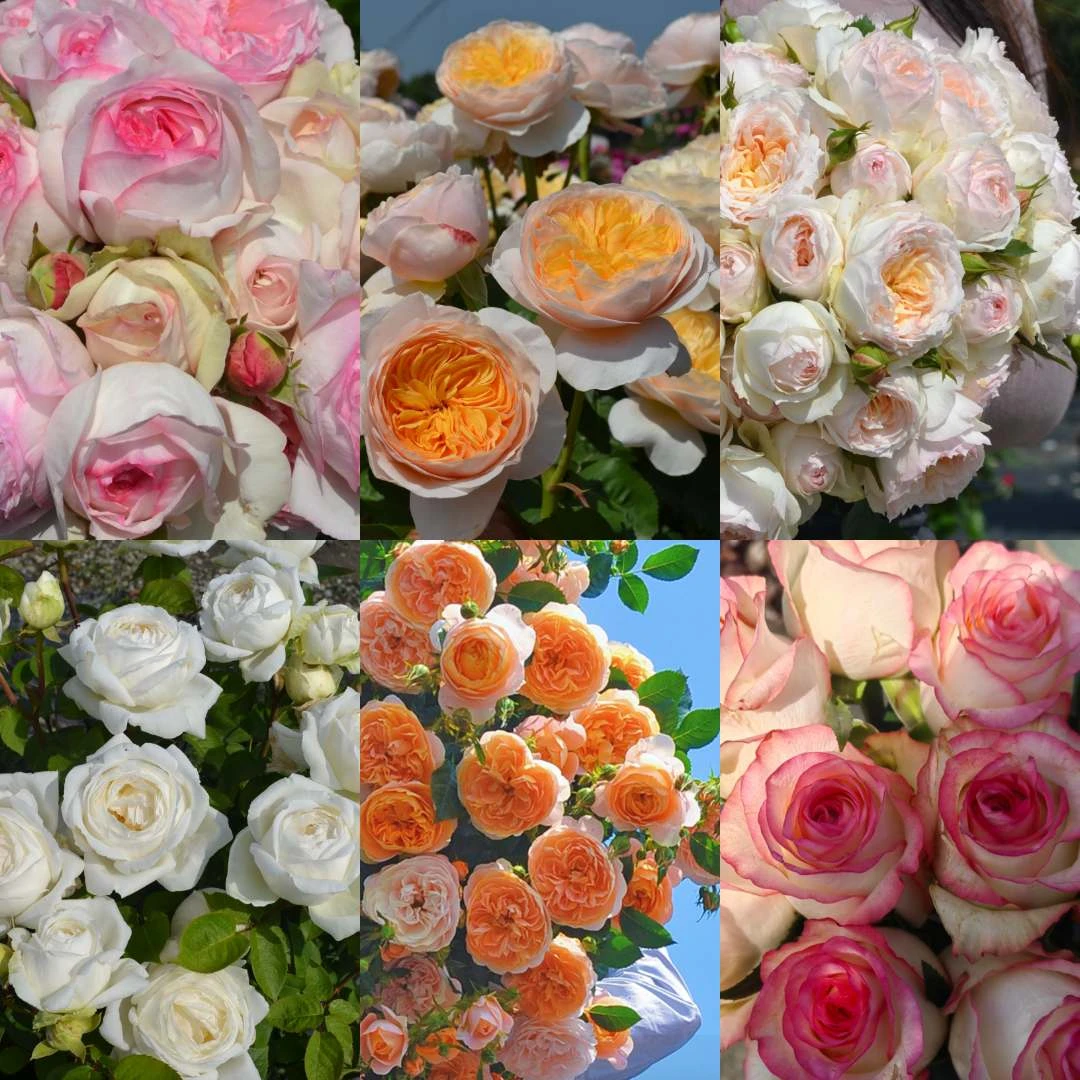 花莳园艺  【0.3加扦插组合】月季花苗切花灌木花园植物盆栽