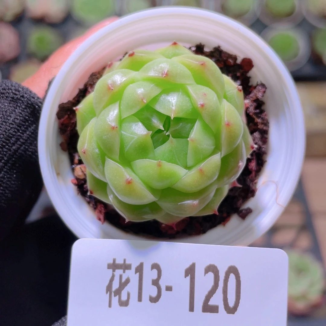 花利美13-120海王