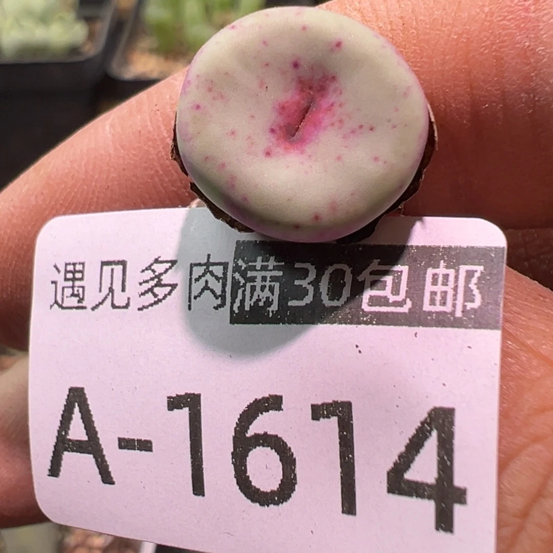 多肉植物11111111111