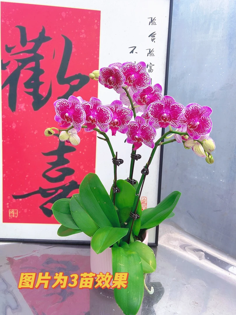 [紫孔雀06]2.8寸紫色斑点纹路中花型蝴蝶兰带花带花苞（招财猫）
