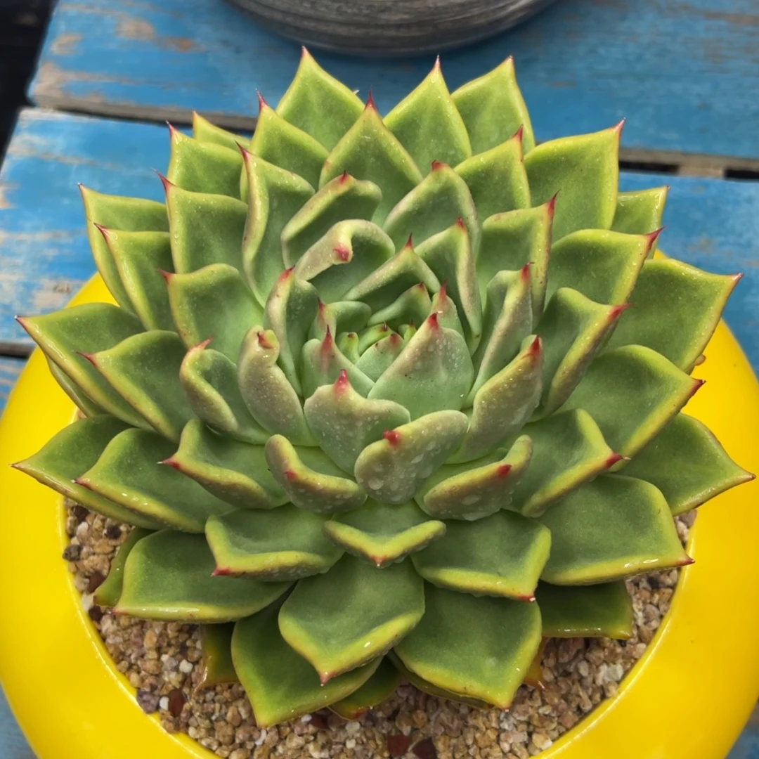 多肉植物一物一拍158