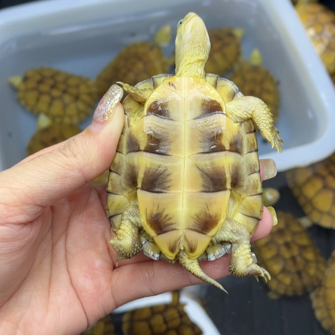不分公母宠物龟无*10