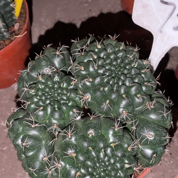 超大非花玉一物一拍72