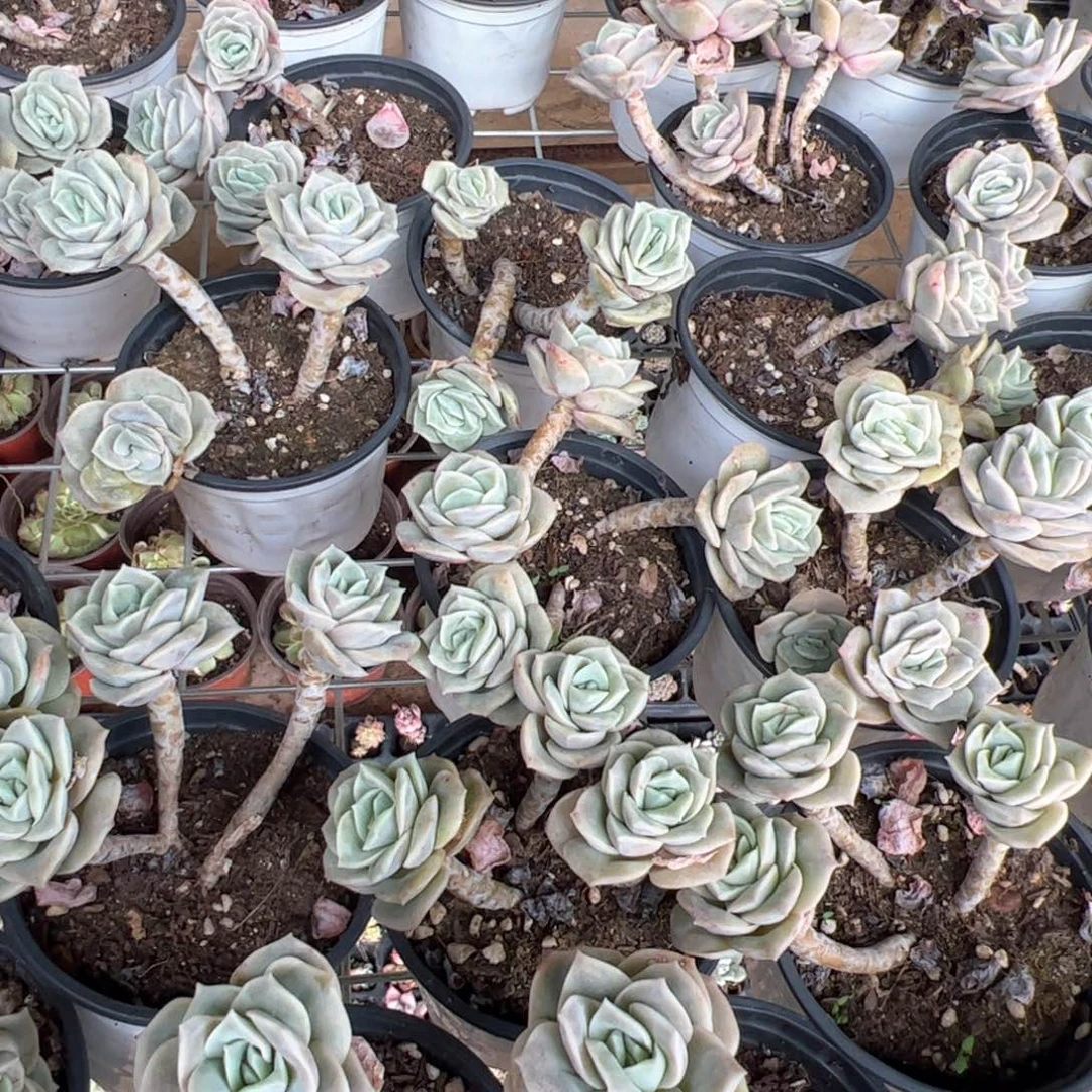 新疆包邮 可爱玫瑰