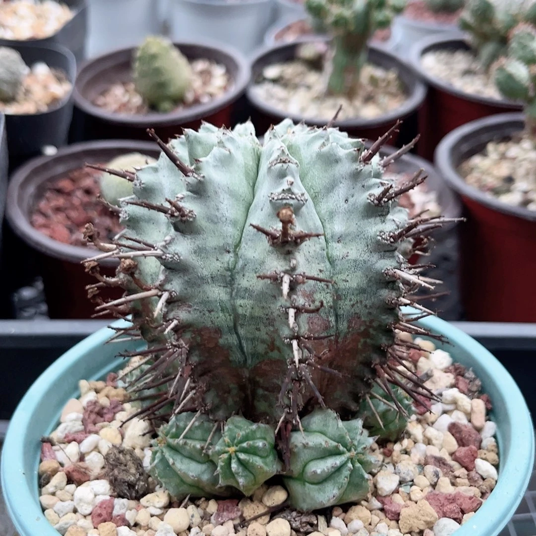 多肉植物白肌魁伟玉