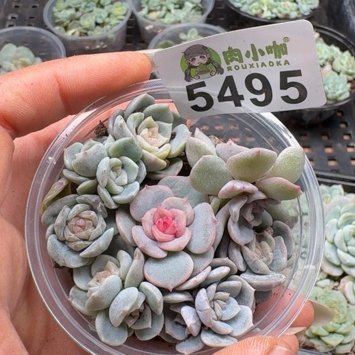 多肉植物多肉植物