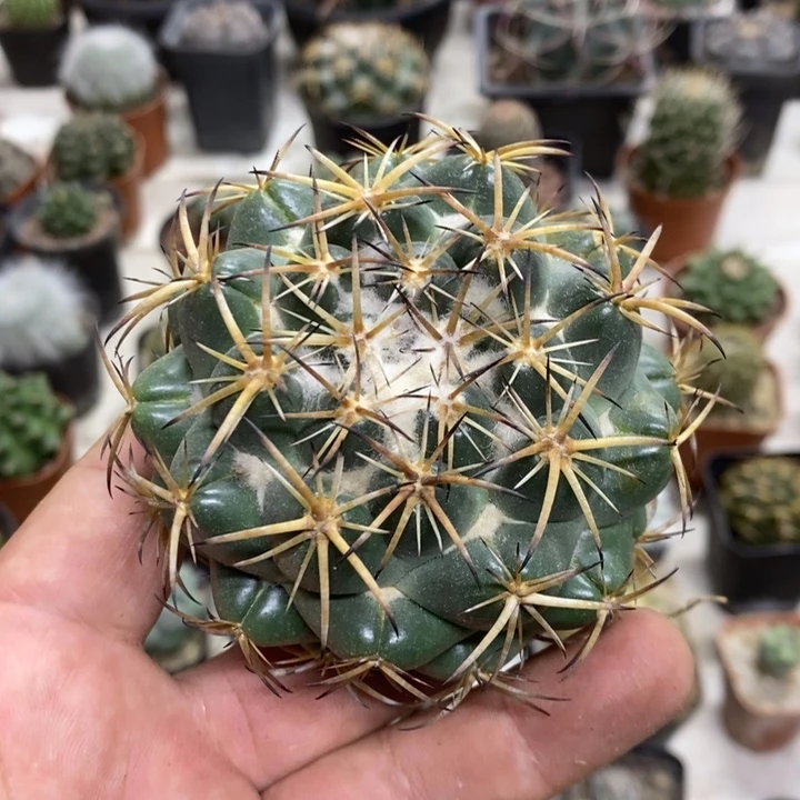 马***师实生中号天丝象牙