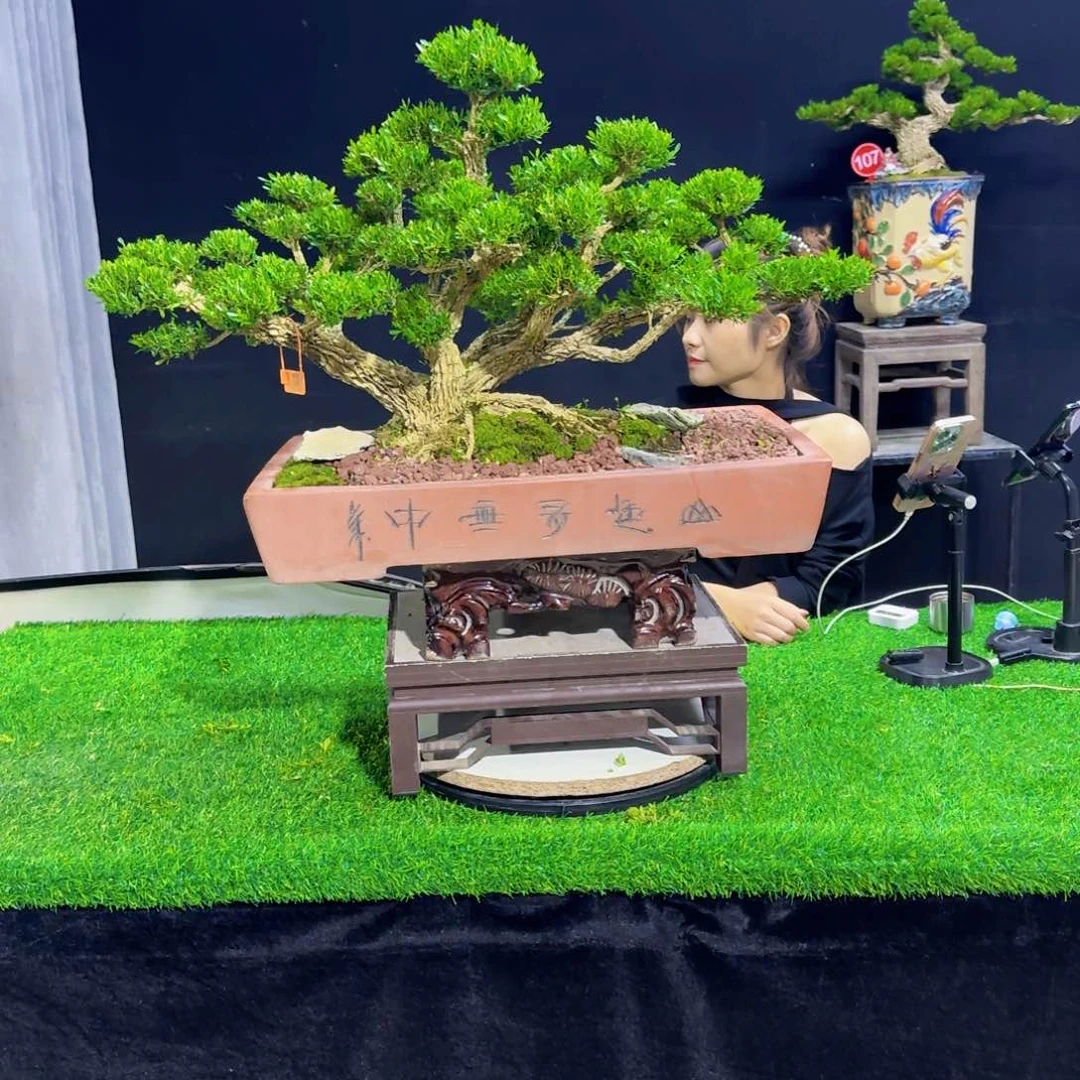 当前无花朵，栽培后可花朵