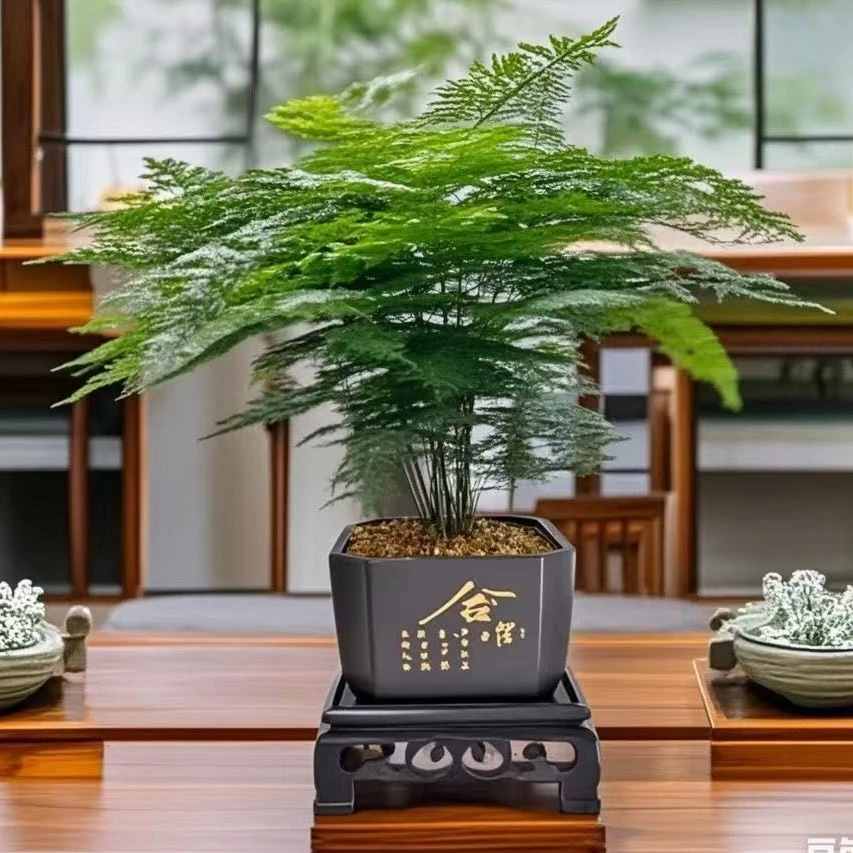 【文竹】室内绿植办公室桌面摆件盆栽优雅美观清新翠绿寓意禅意竹子