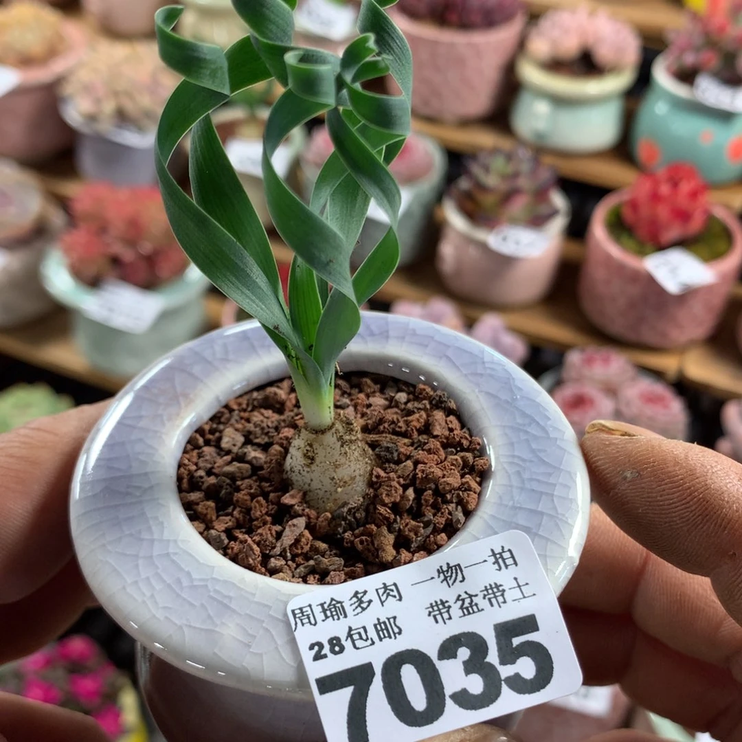 精控多肉植物7035