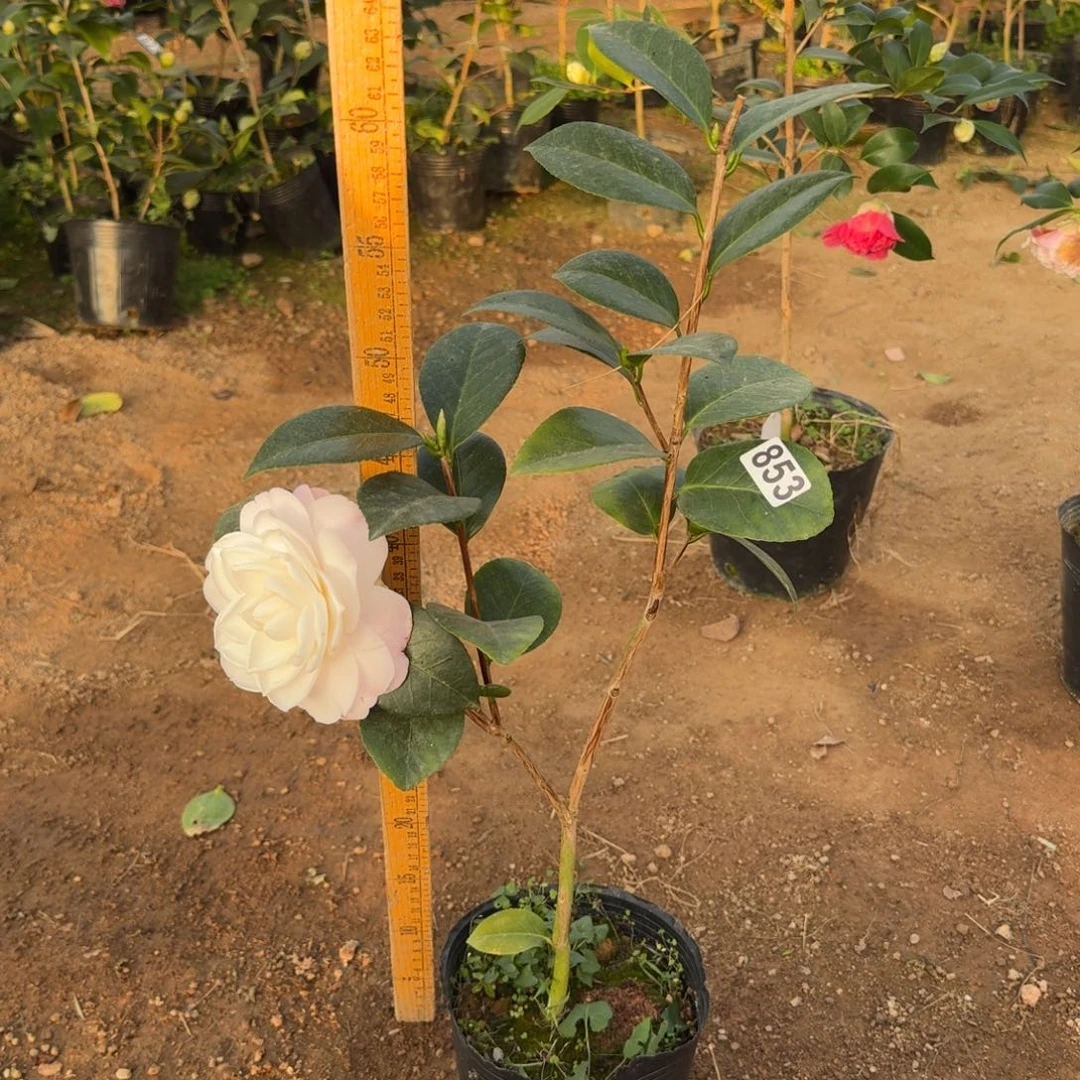 少量花朵（建议范围：2朵-5朵 或40%以下）853戴安娜