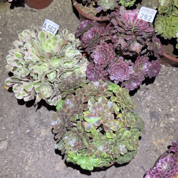 仲***钱3颗……不包断枝……多肉植物的
