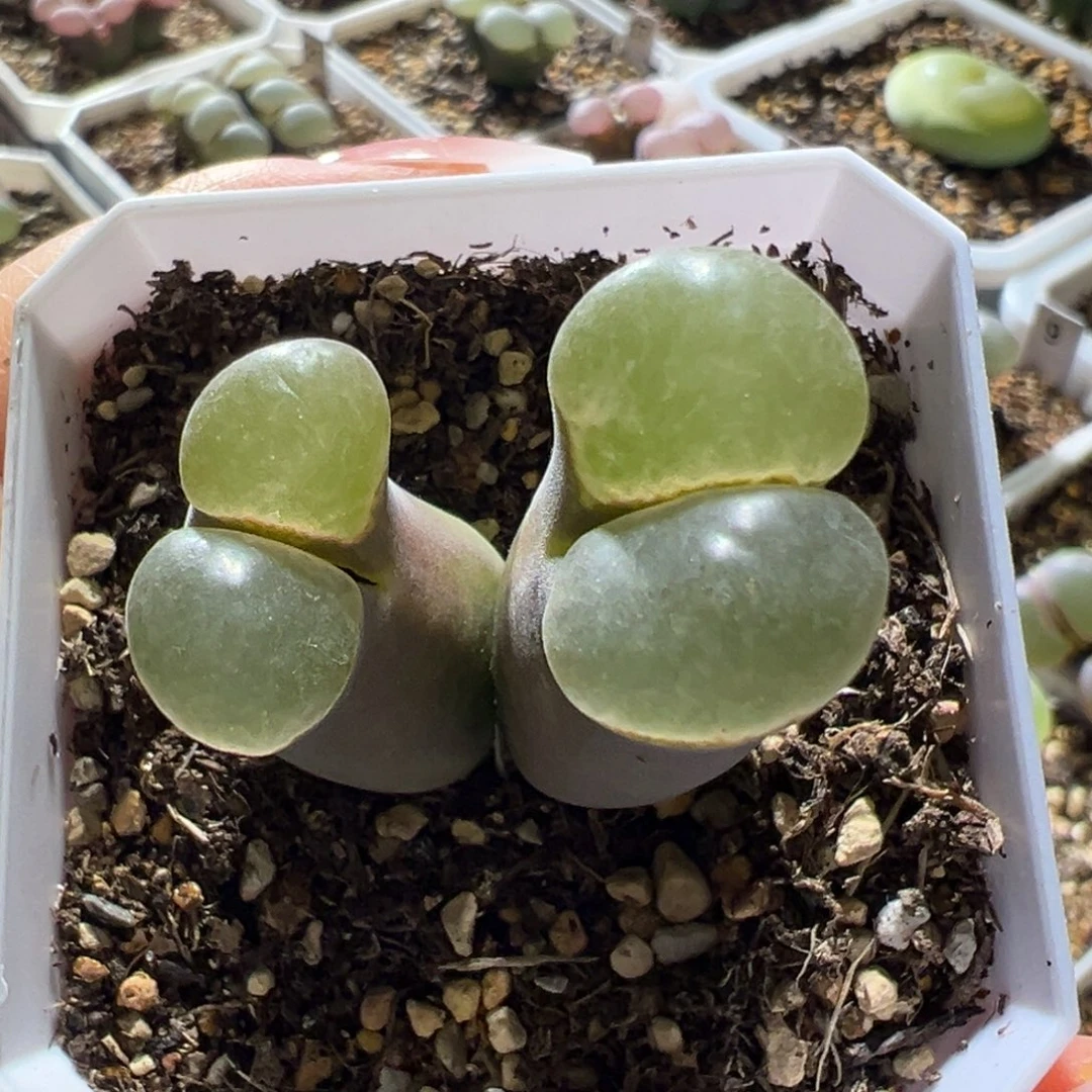 紫体白透翻窗 13。