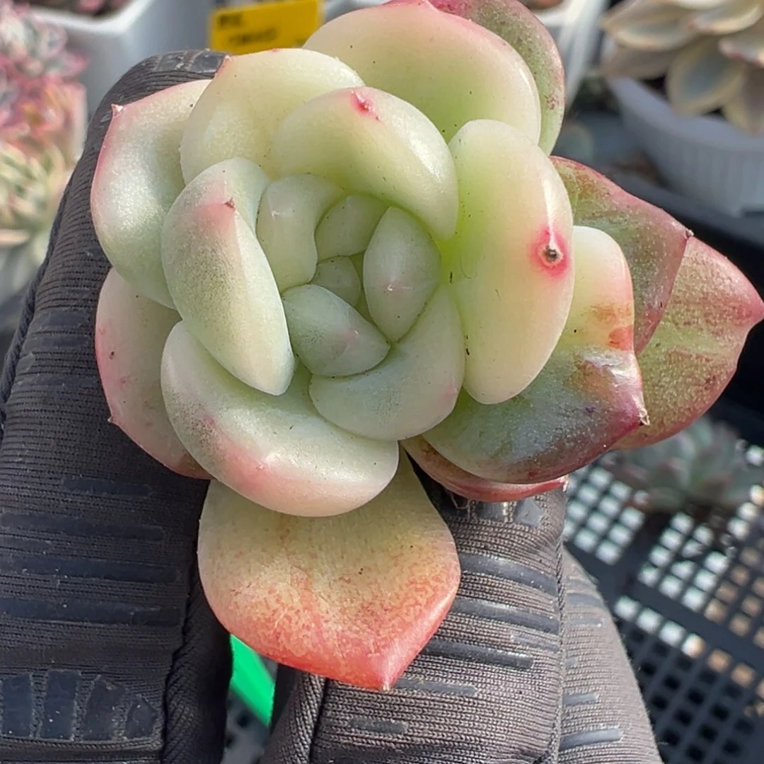 那***光珍妮锦，覆轮锦侧头预定