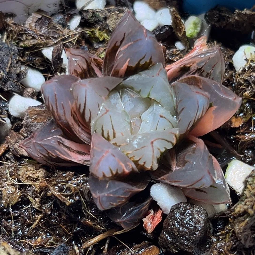 恭喜发财大吉大利0241多肉