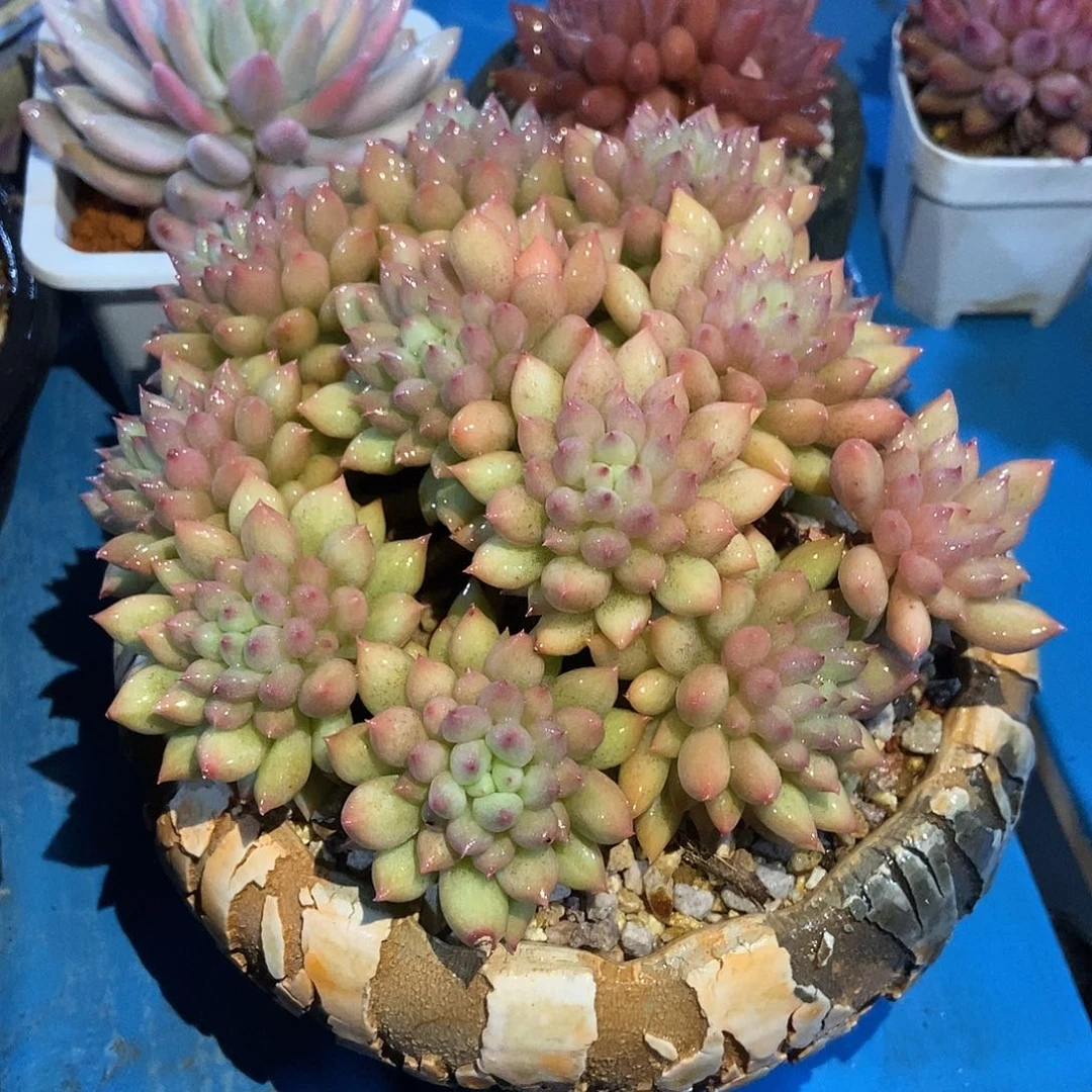 岩紫群生一物一拍