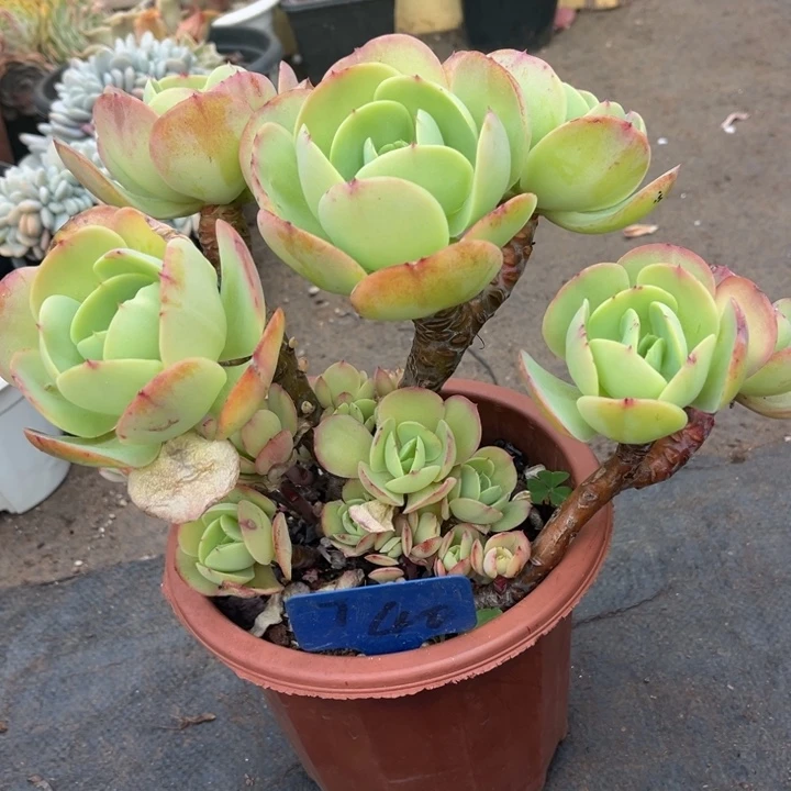 鸡蛋碧桃多肉植物4 0