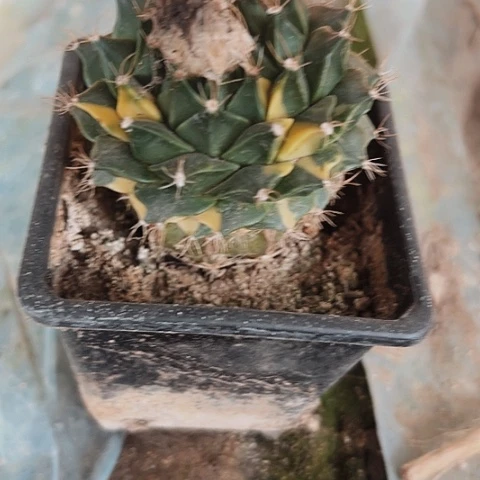 1169处理缺水仙人球