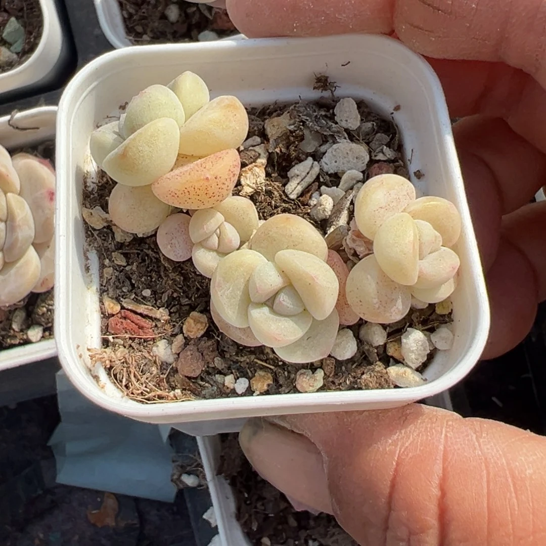 小卡拉米糖心一物一拍不包整