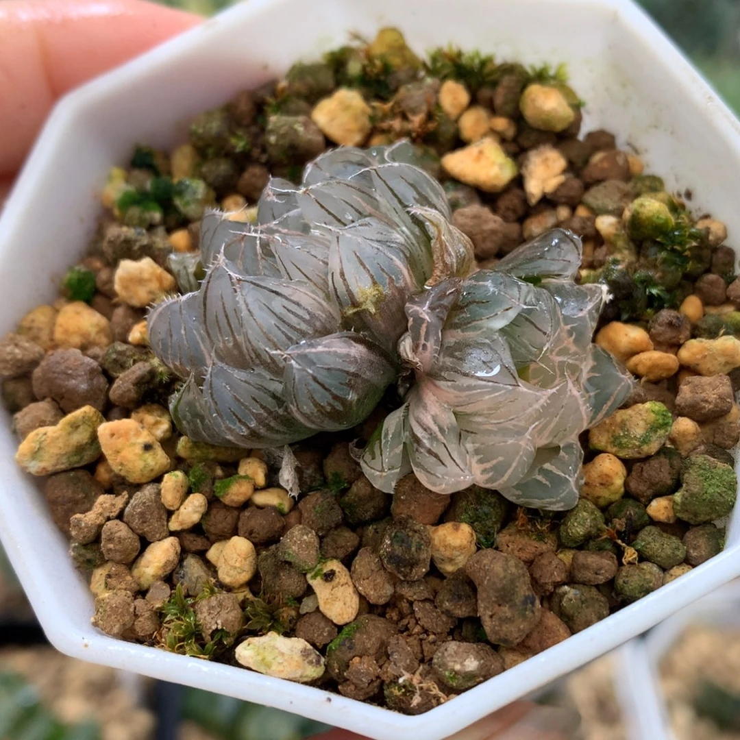 霓虹灯玉露锦，带盆一起