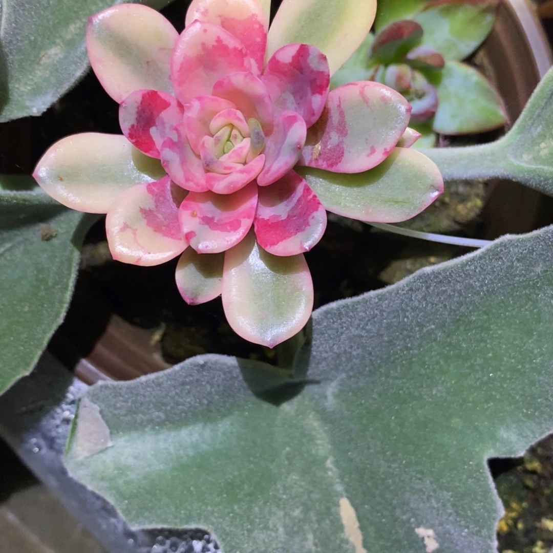 不开花植物花旦锦带沾木发货