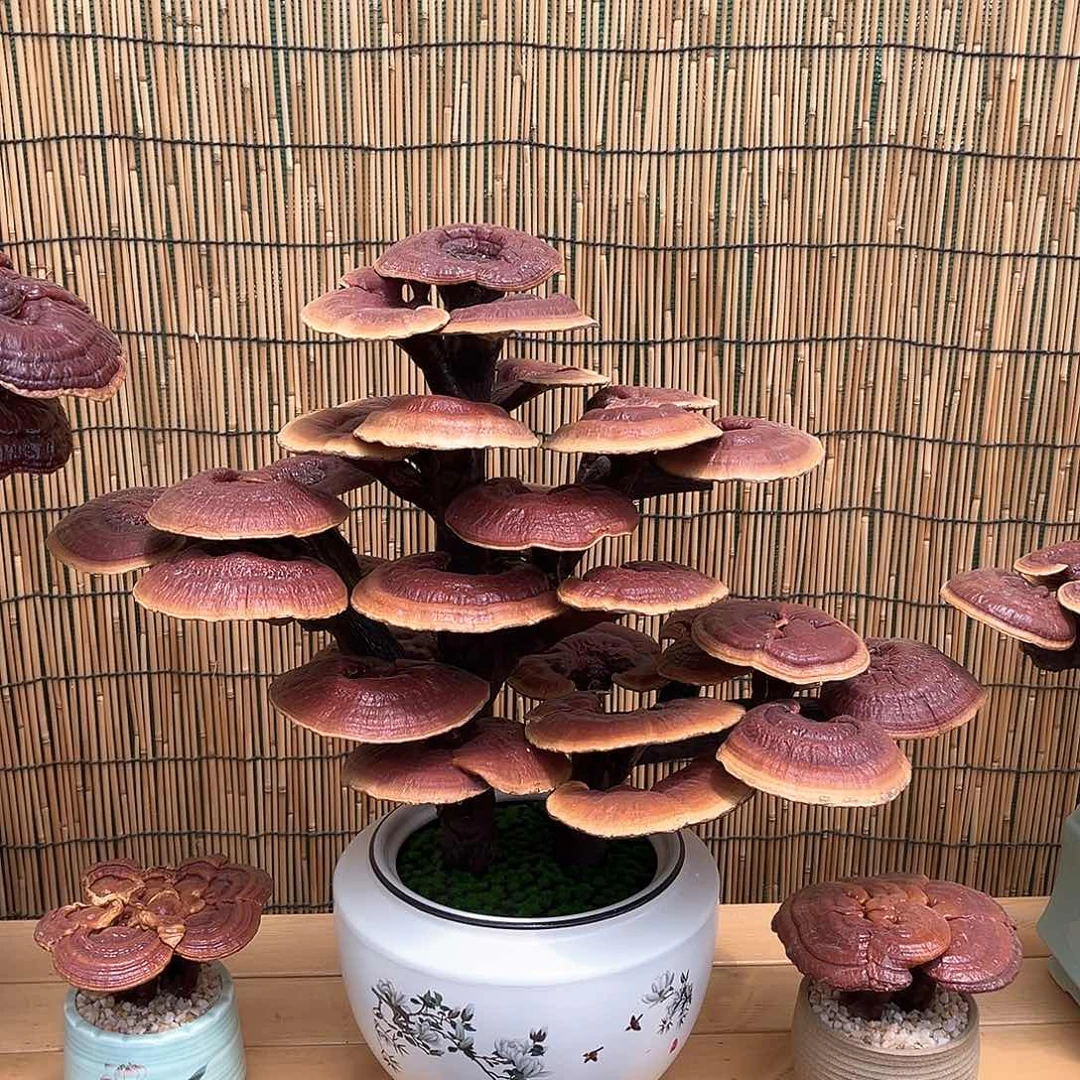 无花朵万事如意88888888888888