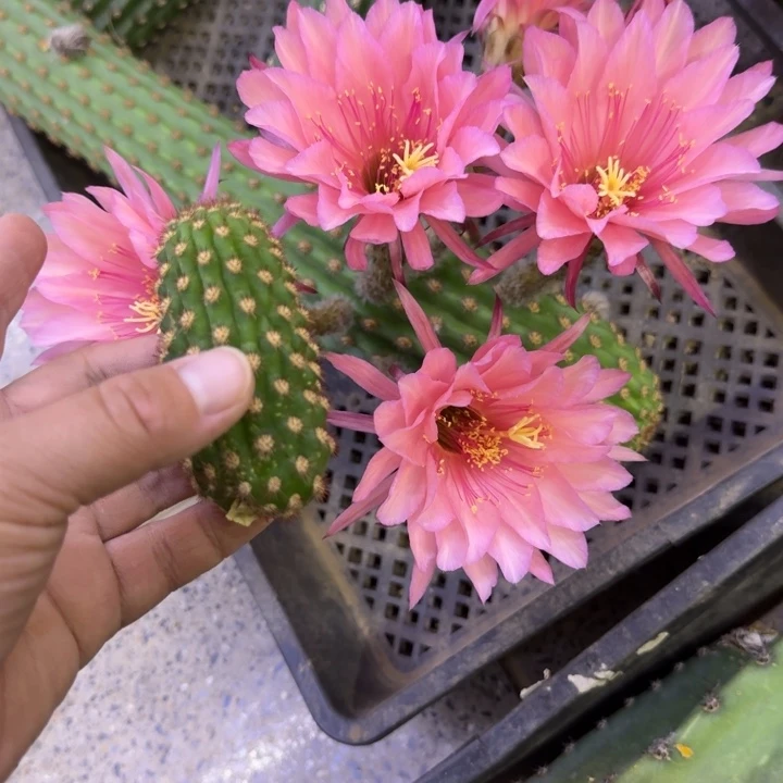 230金妞艾维塔无根侧牙6公分左右，20包邮