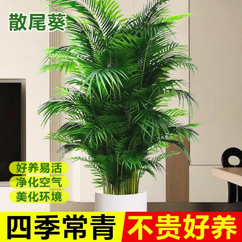 散尾葵凤尾竹盆栽室内客厅大型绿植吸甲醛植物四季常青富贵椰花卉