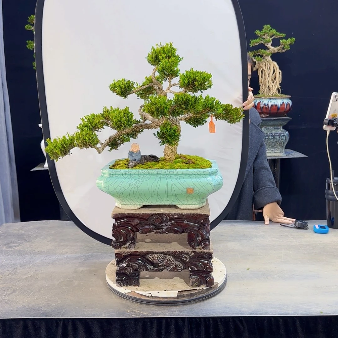 高端盆景艺术作品