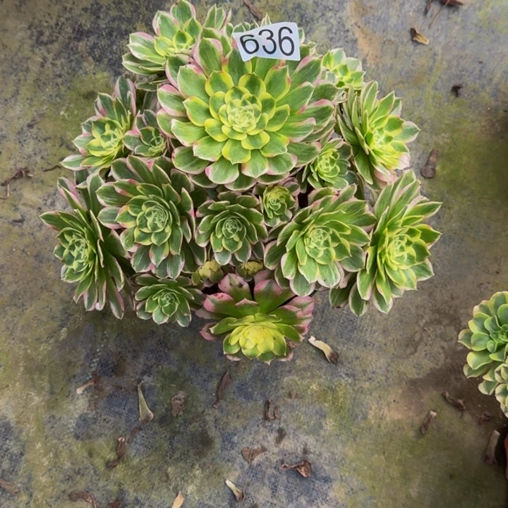 0000000636玉芙蓉