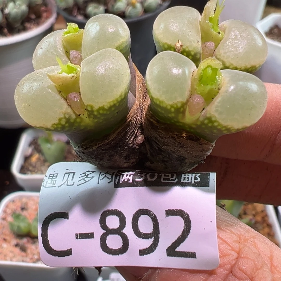 多肉植物111111111111