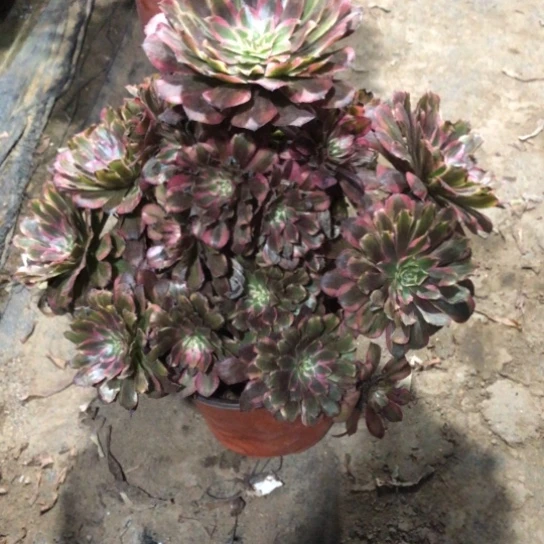 *****无花朵黑瞳白法师多肉植物305号