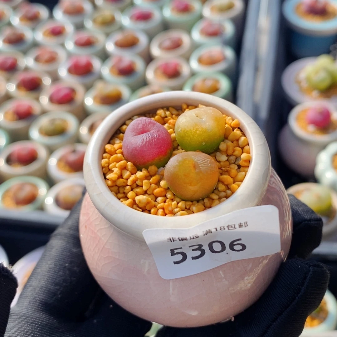 ?****?5306--一物一拍 带盆 1801’1