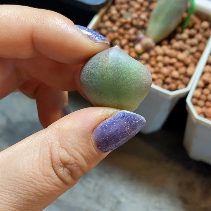 兜****এ咖啡美人锦多肉植物