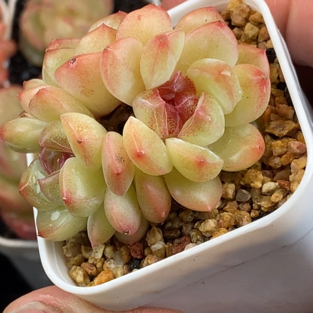 天官赐福百无禁忌