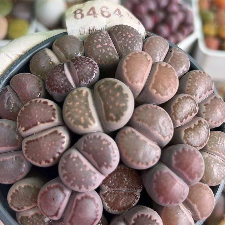 8464 好养易活生石花大母本部分长腿已经服盆特价