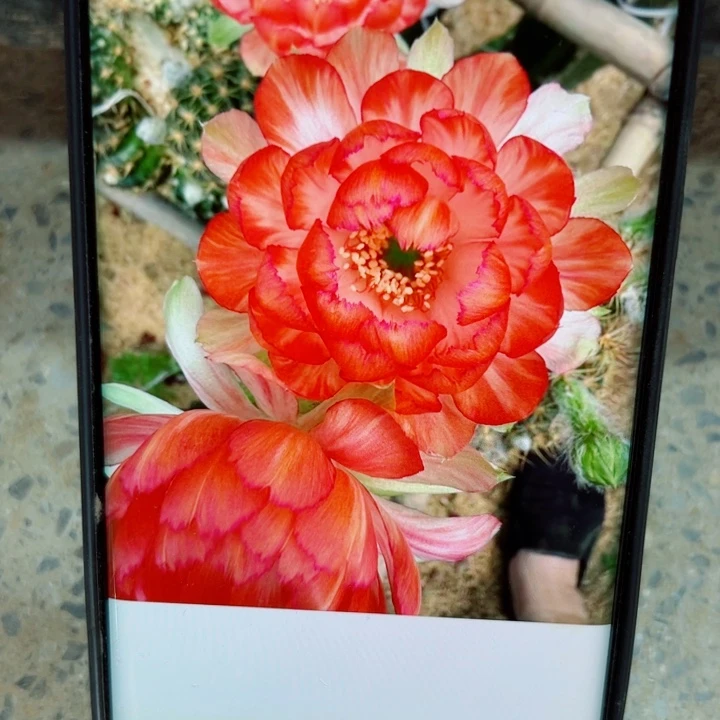 96丽花126 歪无根侧芽2公分左右20包邮