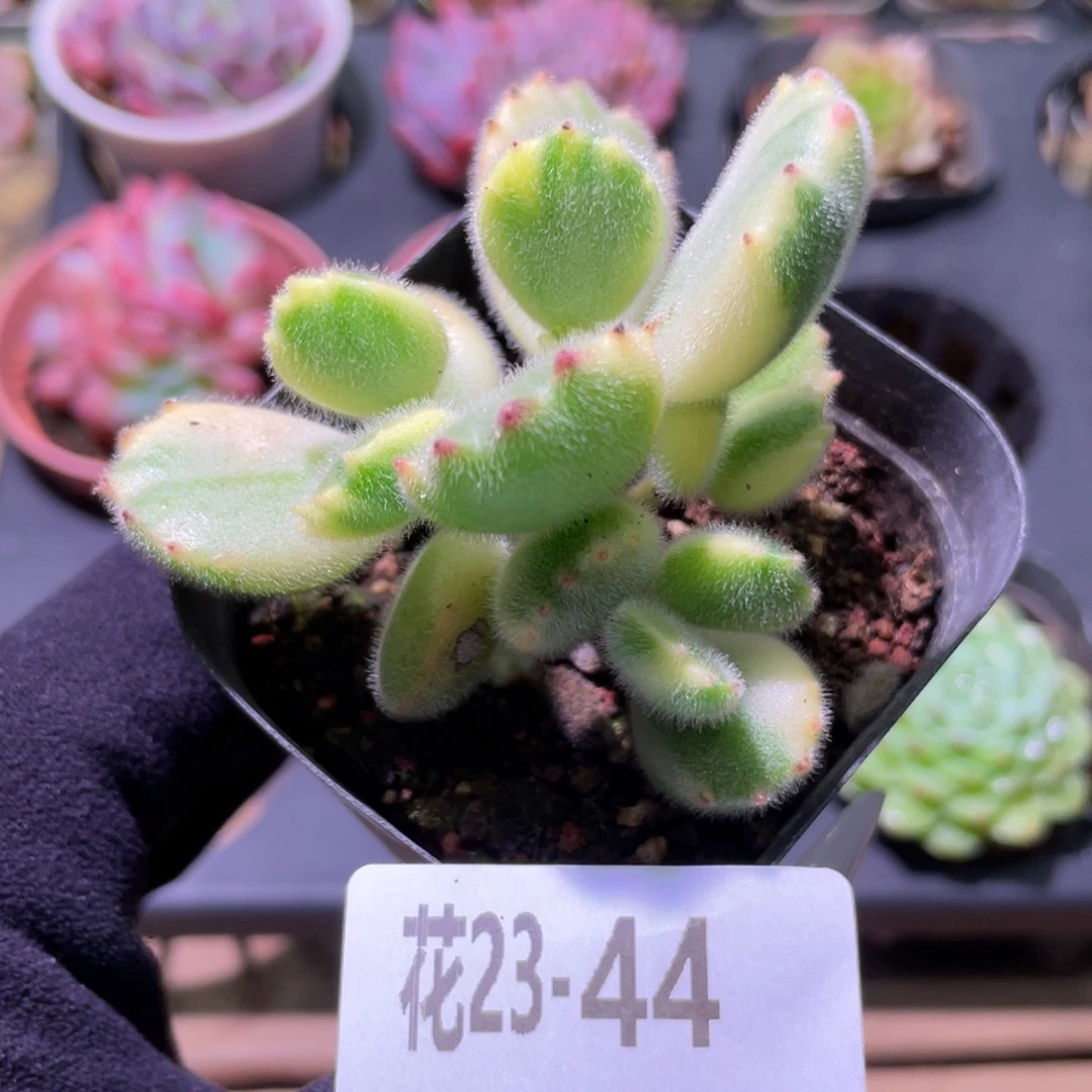 花利美23-44彩熊 不售后