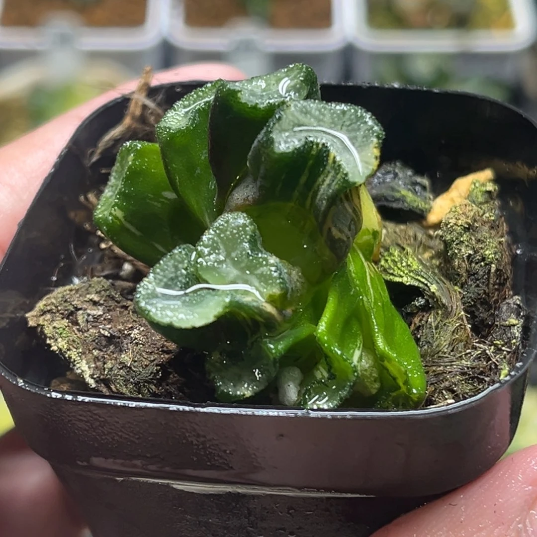 308雪女万象锦（根弱，介意勿拍）