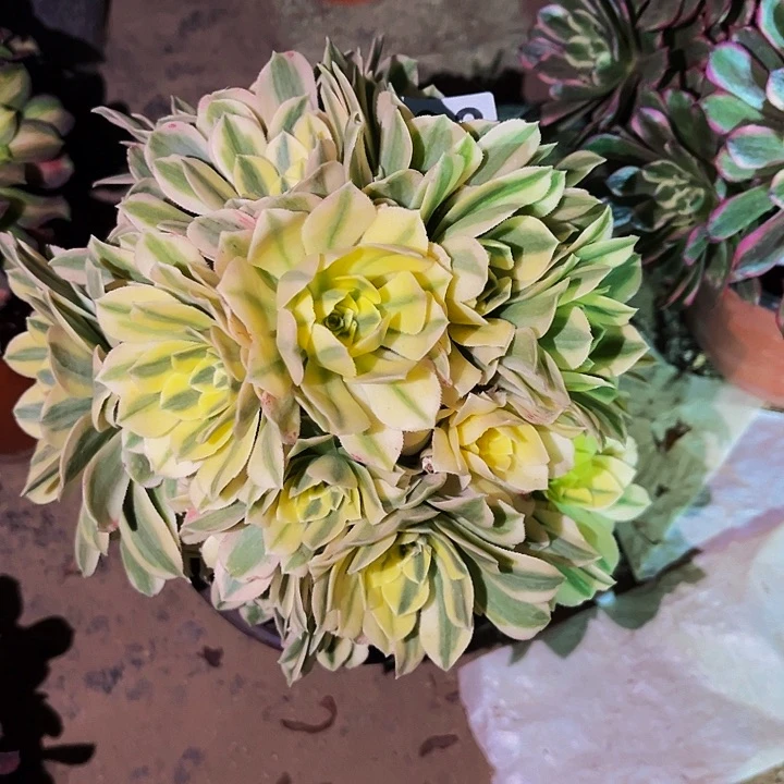 163辛尼亚多肉植物处理不售后