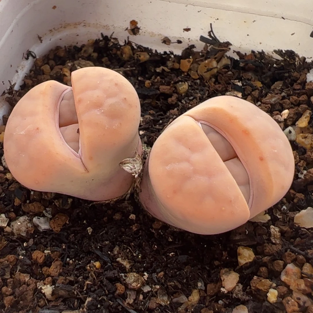 粉美熏带盆多肉植物