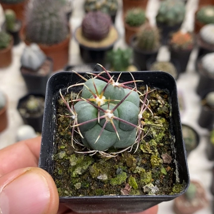 实生菲冠龙特价福利