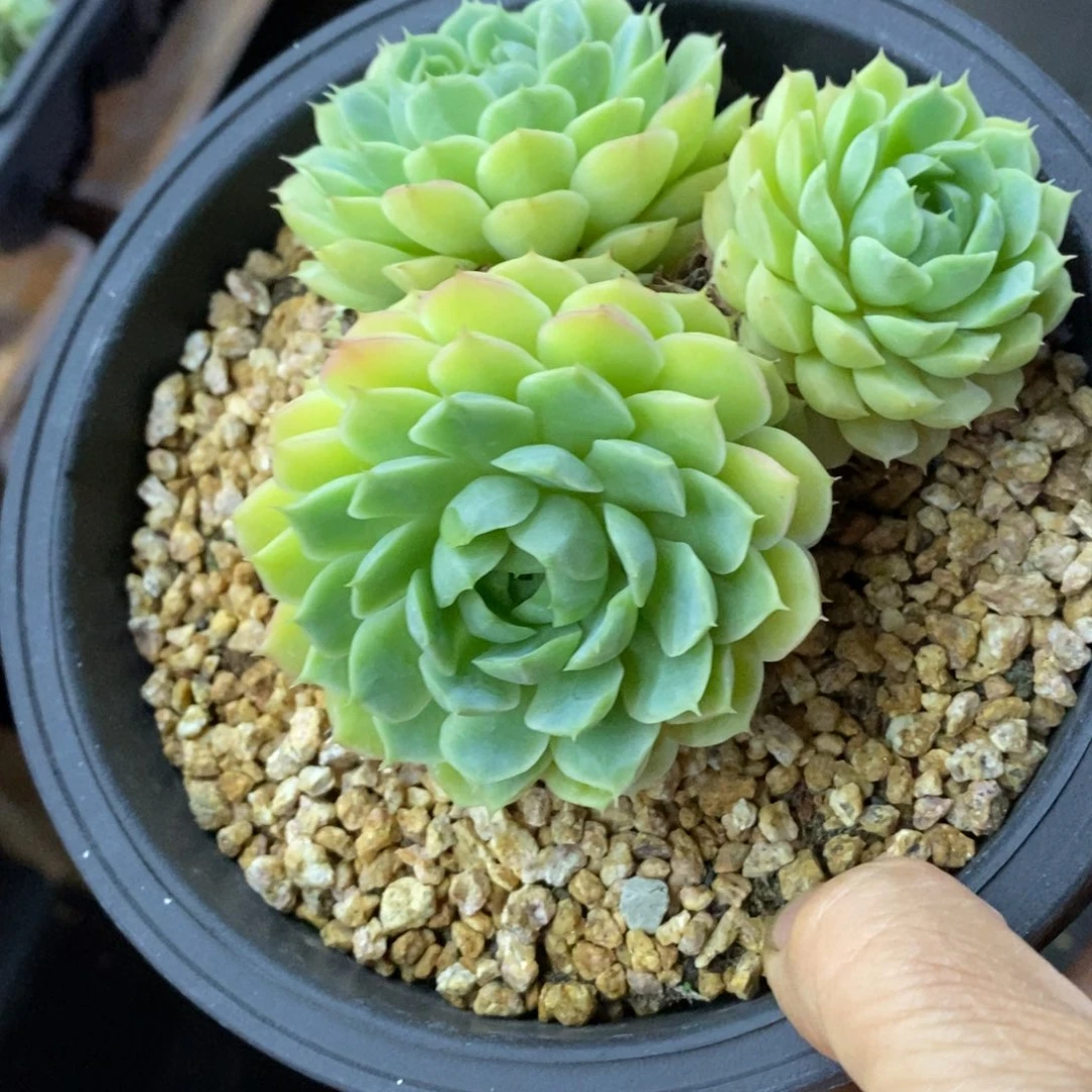 精品多肉一物一拍不包整225