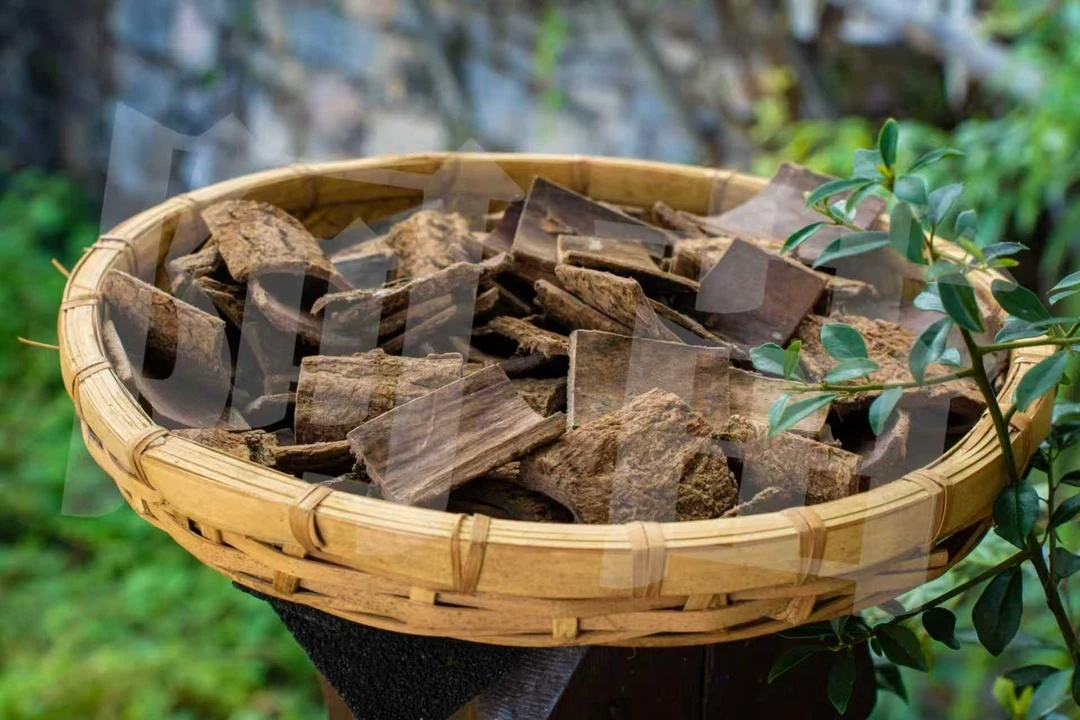 【阿妹滋补】老树杜仲皮杜仲杜仲片生杜仲厚皮杜仲扯丝皮