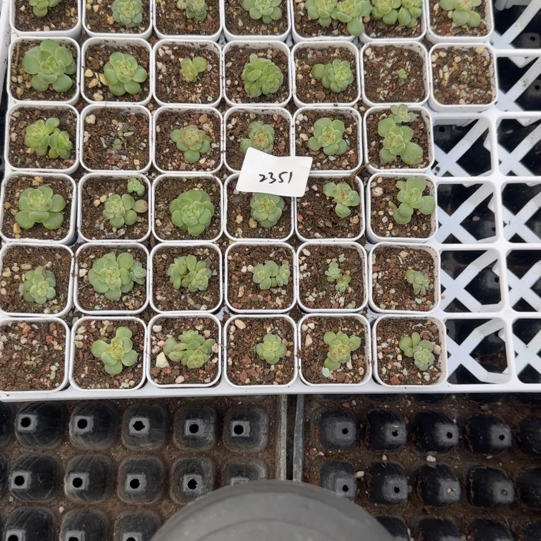 2351 号一半托满20包邮
