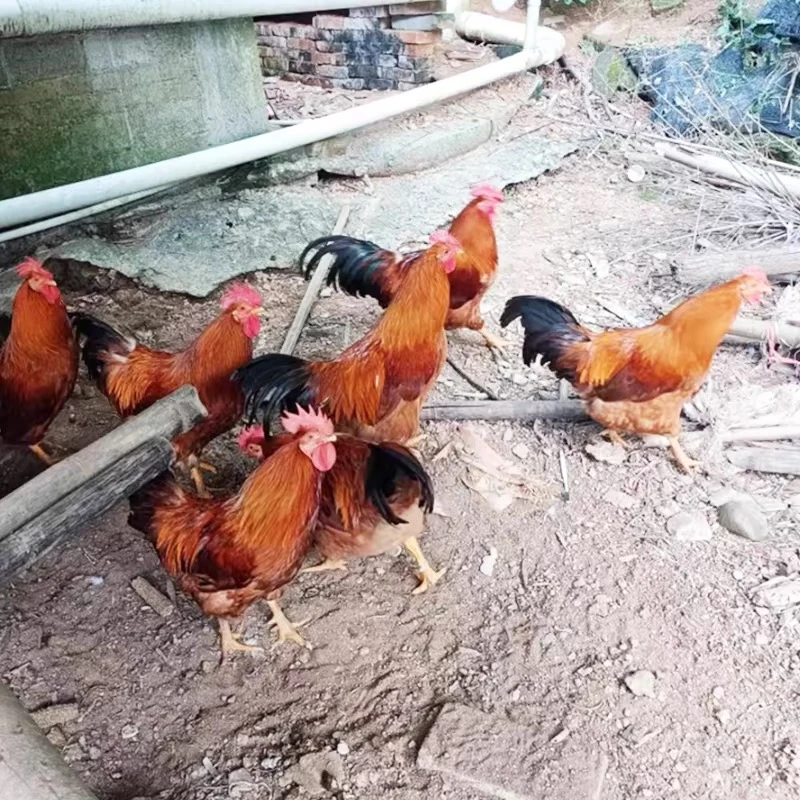 广西农家散养土阉鸡、300天以上的老阉鸡