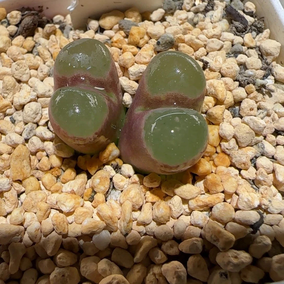 肉锥多肉植物百科-cr1393磁铁1717