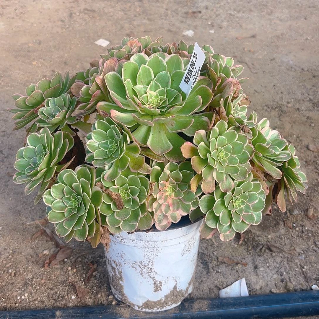 孔雀翎多肉植大颗7